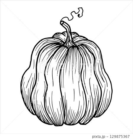 Pumpkin with a tail. Vector illustration of vegetable outline drawing. Simple black graphic, hand drawn in doodle style. Linear drawing. Autumn berry for menu, packaging. Thanksgiving, Halloween. 129875367