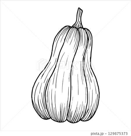 Pumpkin outline. Vector illustration of vegetable. Simple black graphic hand drawn in doodle style. Line drawing clip art. Autumn berry for farming, harvesting. Thanksgiving. Halloween. 129875373