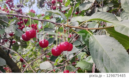 A close-up view of a cherry tree branch filled with shiny red fruit. The leaves are vibrant green, and sunlight filters through the orchard creating a cheerful summer atmosphere A close-up view of a cherry tree branch filled with shiny red fruit. The leaves are vibrant green, and sunlight filters through the orchard creating a cheerful summer atmosphere 129875485