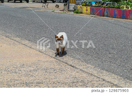 漁港の島猫たち 129875903