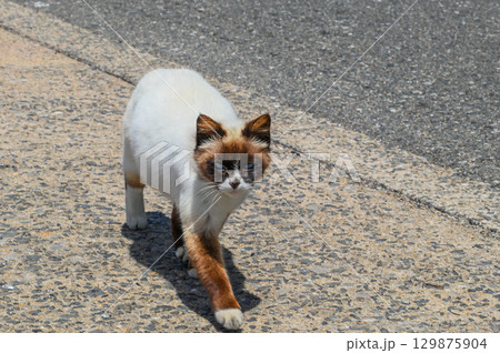 漁港の島猫たち 129875904