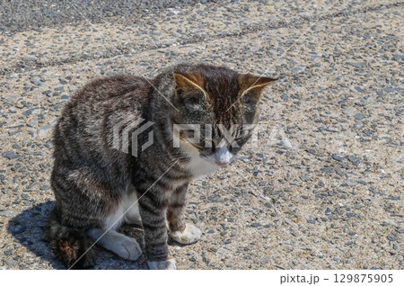 漁港の島猫たち 129875905