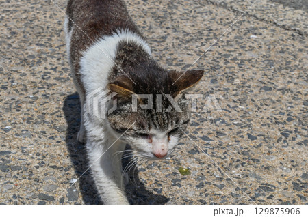 漁港の島猫たち 129875906