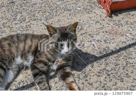 漁港の島猫たち 129875907