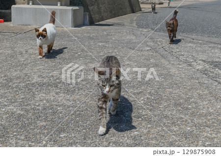 漁港の島猫たち 漁港の島猫たち 129875908