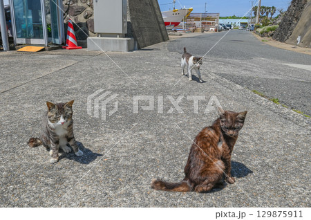 漁港の島猫たち 129875911