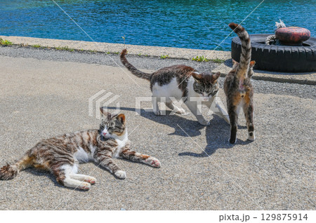漁港の島猫たち 129875914