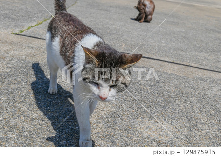 漁港の島猫たち 漁港の島猫たち 129875915