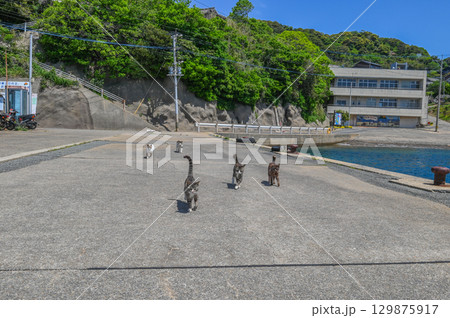 漁港の島猫たち 漁港の島猫たち 129875917
