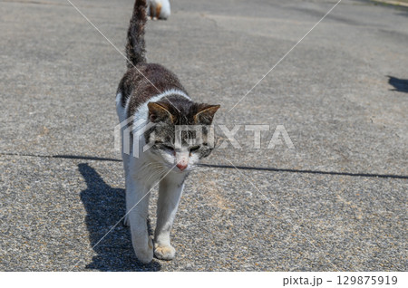 漁港の島猫たち 漁港の島猫たち 129875919