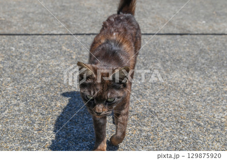 漁港の島猫たち 129875920
