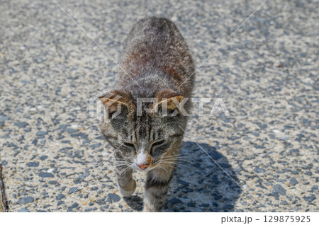 漁港の島猫たち 129875925