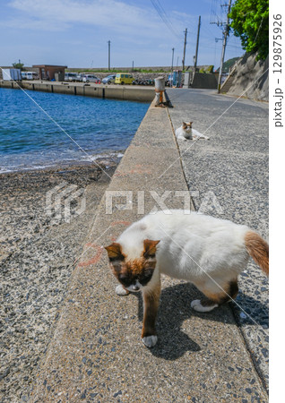 漁港の島猫たち 漁港の島猫たち 129875926
