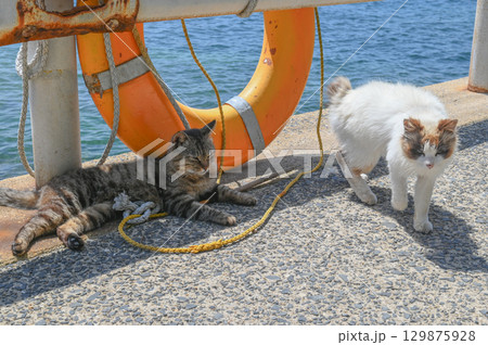 漁港の島猫たち 129875928
