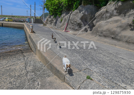 漁港の島猫たち 129875930