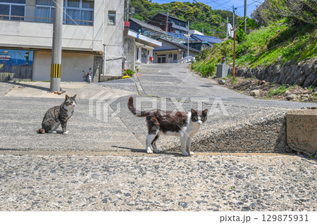 漁港の島猫たち 129875931