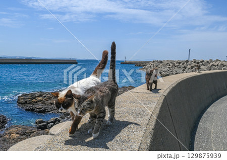 漁港の島猫たち 129875939