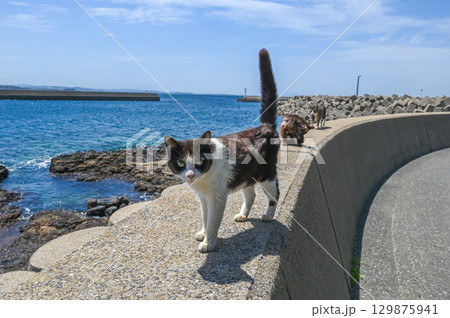 漁港の島猫たち 漁港の島猫たち 129875941