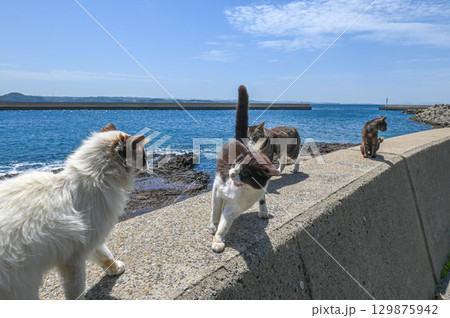 漁港の島猫たち 129875942
