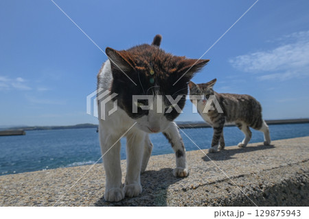 漁港の島猫たち 129875943