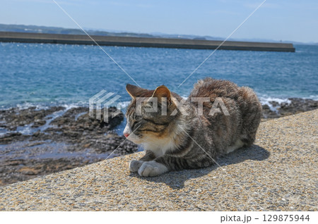 漁港の島猫たち 129875944