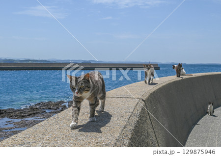 漁港の島猫たち 129875946
