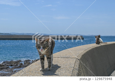 漁港の島猫たち 129875948