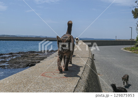 漁港の島猫たち 129875953