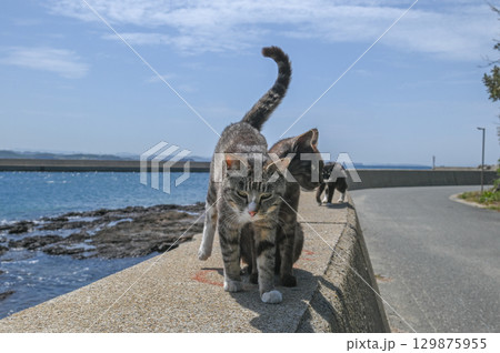 漁港の島猫たち 129875955