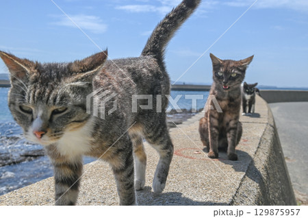 漁港の島猫たち 漁港の島猫たち 129875957