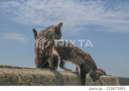 漁港の島猫たち 129875961
