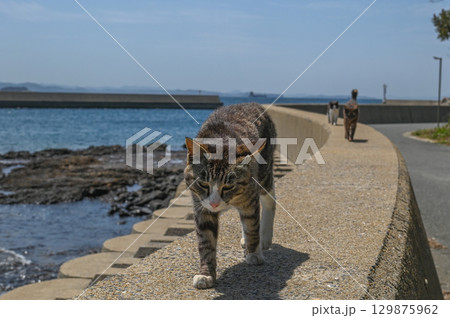 漁港の島猫たち 129875962