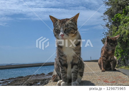 漁港の島猫たち 129875965