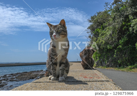 漁港の島猫たち 漁港の島猫たち 129875966
