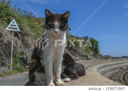 漁港の島猫たち 129875967