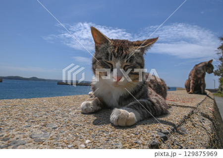 漁港の島猫たち 漁港の島猫たち 129875969