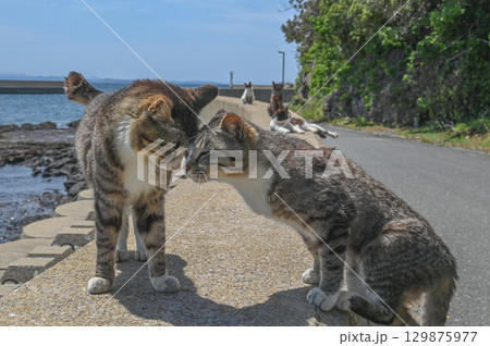 漁港の島猫たち 漁港の島猫たち 129875977