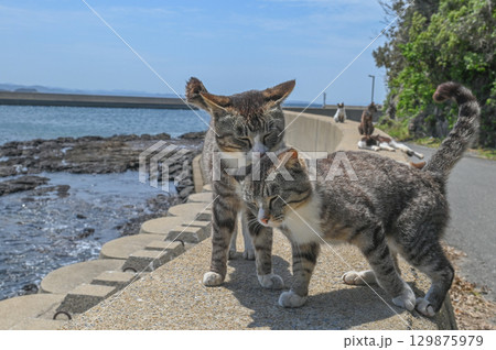 漁港の島猫たち 漁港の島猫たち 129875979