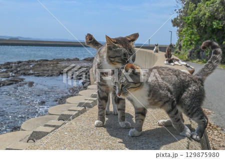 漁港の島猫たち 漁港の島猫たち 129875980