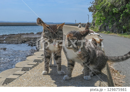 漁港の島猫たち 129875981
