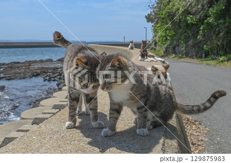 漁港の島猫たち 129875983