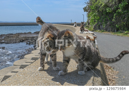 漁港の島猫たち 129875984