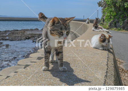漁港の島猫たち 129875985