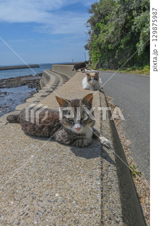 漁港の島猫たち 漁港の島猫たち 129875987