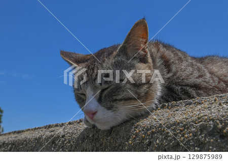 漁港の島猫たち 129875989