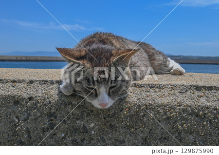 漁港の島猫たち 129875990