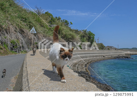漁港の島猫たち 129875991