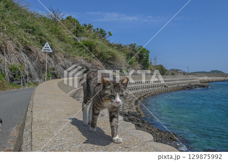 漁港の島猫たち 129875992