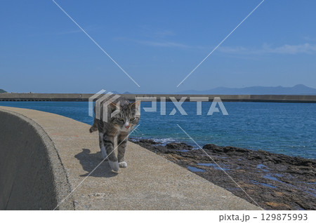 漁港の島猫たち 129875993