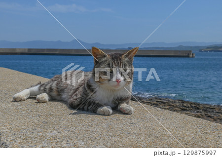 漁港の島猫たち 129875997